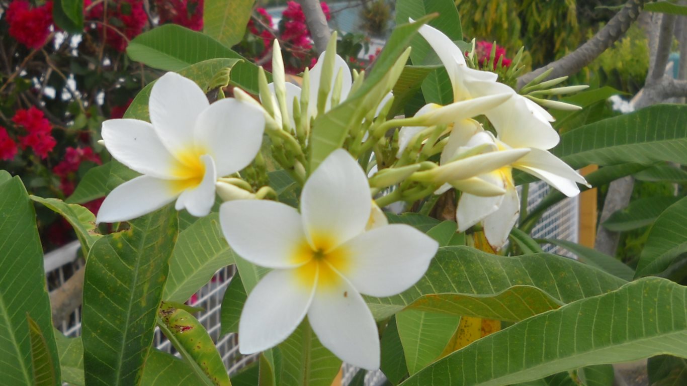 33 White frangipani. Vistabella, San Fernando, Trinidad, TT.